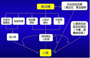 高血糖增加心衰風(fēng)險(xiǎn)的可能機(jī)制